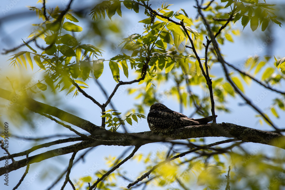 Common Nighthawk (Chordeiles minor) Roosting on Tree Common Nighthawk (Chordeiles minor) Roosting on Tree