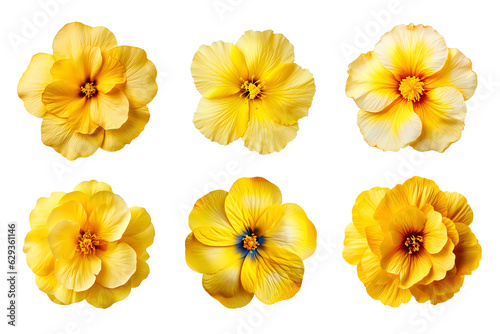Fototapeta Naklejka Na Ścianę i Meble -  Selection of various yellow flowers isolated on transparent background