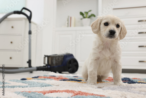 Cute little puppy on carpet at home. Space for text