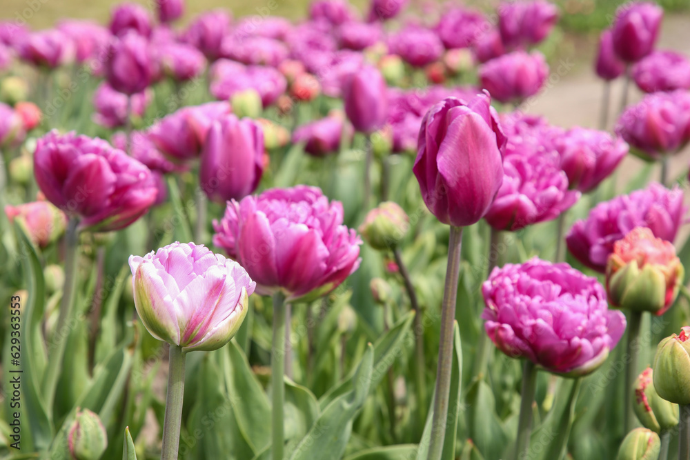 Beautiful colorful tulip flowers growing in field