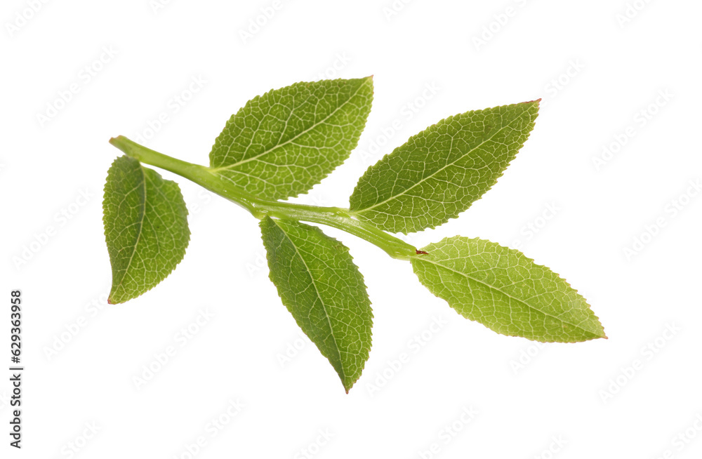 Obraz premium Bilberry twig with fresh green leaves isolated on white