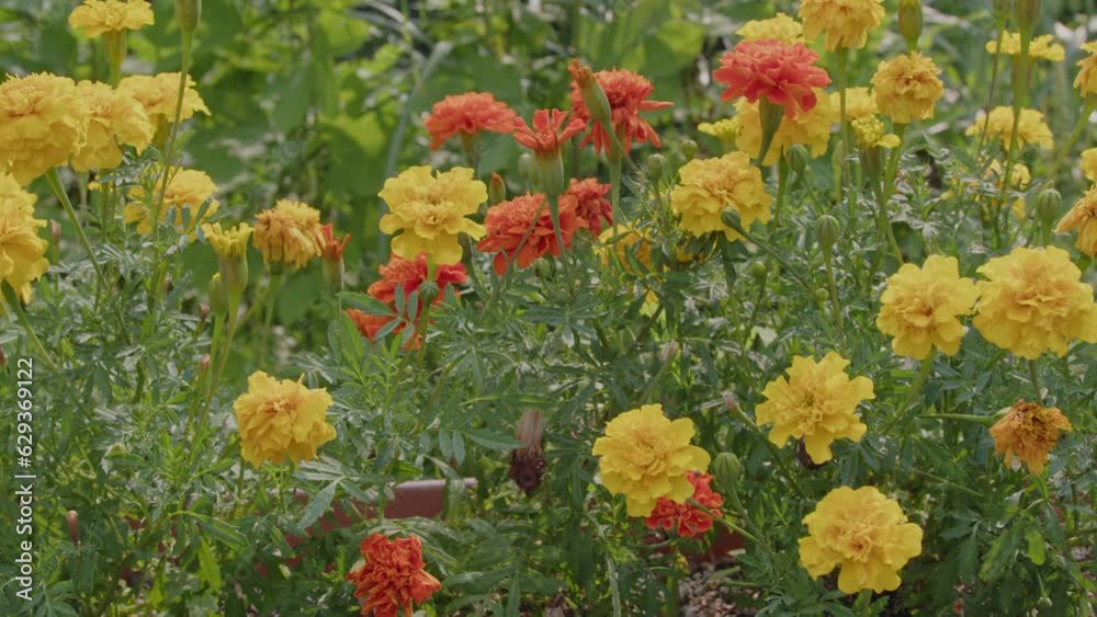 鮮やかな色で咲くマリーゴールド