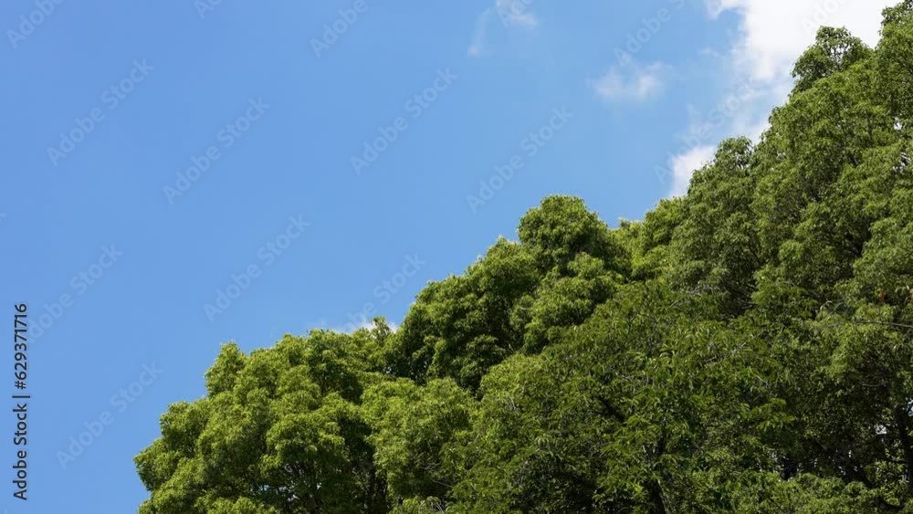 爽やかな青空と風で揺れる木立・上野恩賜公園の夏