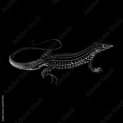 Whiptail Lizard hand drawing vector isolated on black background.