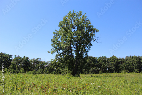 Lone cottonwood tree in a meadow on a cloudless day at Somme Prairie Nature Preserve in Northbrook, Illinois photo