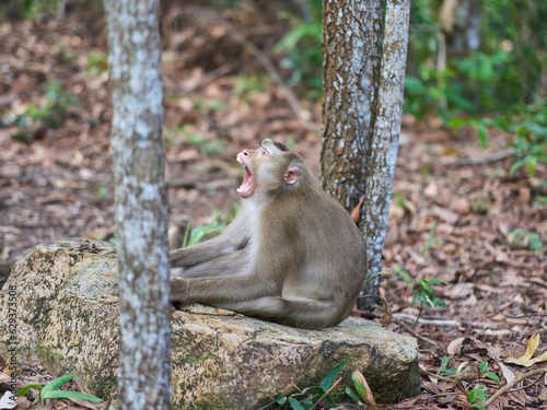 Macaque monkey resting on a rock at the Bokor national park  © Harrison