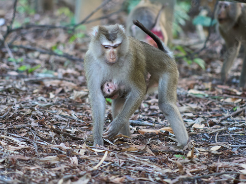 Female  Macaque monkey with her baby at the Bokor national park	