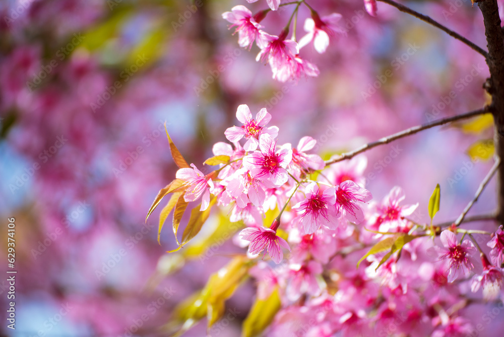 Pink Pastel flower floral soft nature blossom blurred background. Vintage retro romance plum botanical bloom spring season. Blurry Cherry blossom petals plant in beautiful garden. Backdrop template Pink Pastel flower floral soft nature blossom blurred background. Vintage retro romance plum botanical bloom spring season. Blurry Cherry blossom petals plant in beautiful garden. Backdrop template