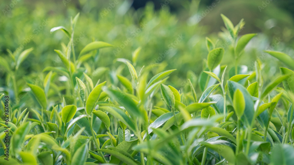Green tea tree leaves field plant in camellia sinensis organic farm. Close up Tree tea plantations mountain green nature background in morning. Fresh young tender bud herbal Green tea tree in farm Green tea tree leaves field plant in camellia sinensis organic farm. Close up Tree tea plantations mountain green nature background in morning. Fresh young tender bud herbal Green tea tree in farm
