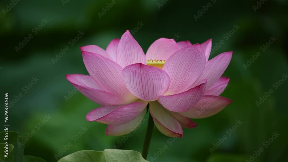 Akita, Japan - July 29, 2023: Clouseup of Lotus flower pond at Sensyu park in Akita, Japan
Akita, Japan - July 29, 2023: Clouseup of Lotus flower pond at Sensyu park in Akita, Japan
