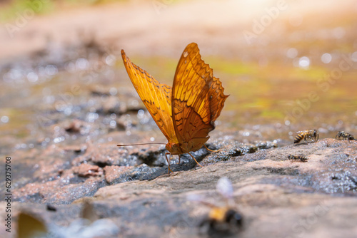 Butterfly is sucking minerals from the soil.