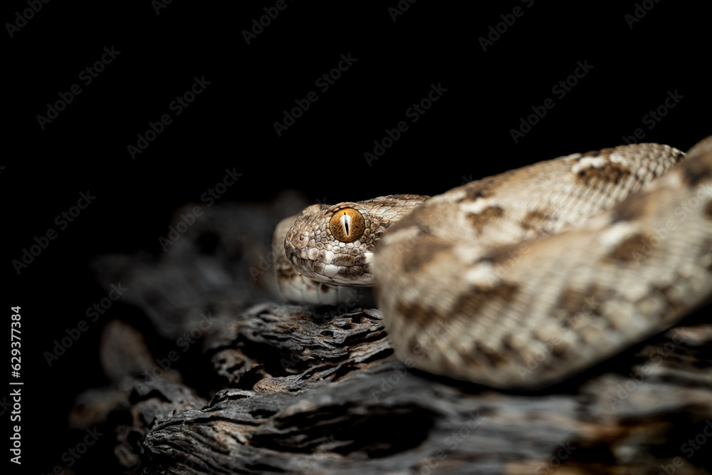saw scaled viper one of the most venomous snake in UAE deserts saw scaled viper one of the most venomous snake in UAE deserts