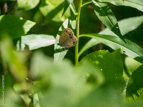 Megisto cymela, the little wood satyr, is a butterfly species of the Satyrinae family that occurs in North America. photo