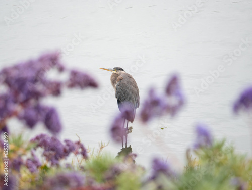 Great Blue Heron
Ardea herodias photo