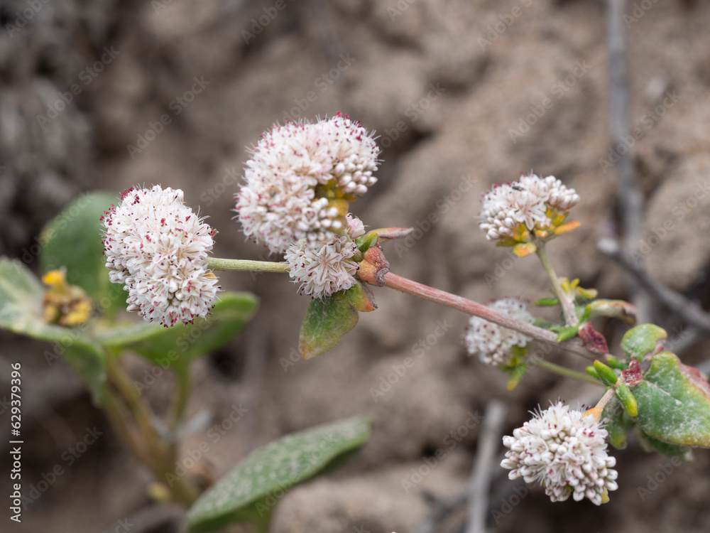 California Buckwheat
Eriogonum fasciculatum California Buckwheat
Eriogonum fasciculatum
