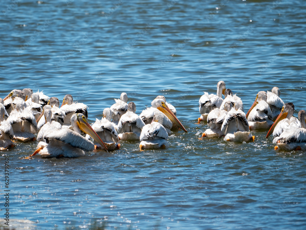 Fototapeta premium American White Pelican Pelecanus erythrorhynchos
