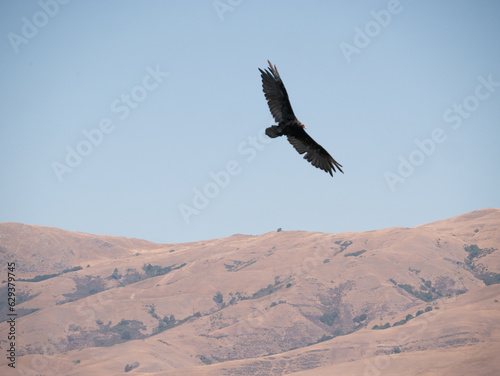 Turkey Vulture Cathartes aura vulture in flight © andybirkey