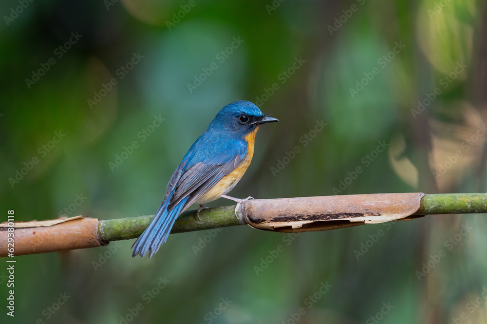 Hill Blue Flycatcher perched on a tree branch Hill Blue Flycatcher perched on a tree branch