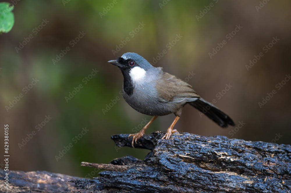 Black-throated Laughingthrush standing on the log Black-throated Laughingthrush standing on the log