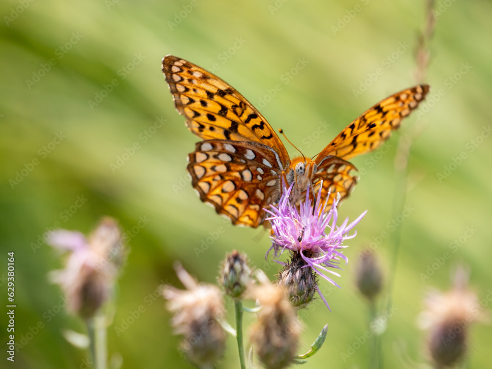 Speyeria atlantis, the Atlantis fritillary, is a butterfly of the family Nymphalidae of North America. Speyeria atlantis, the Atlantis fritillary, is a butterfly of the family Nymphalidae of North America.