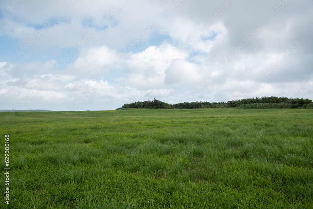 Obraz premium 緑の草原と雲の広がる空