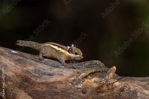 Himalayan striped squirrel, Burmese striped squirrel , The smallest and cute squirrel © chamnan phanthong