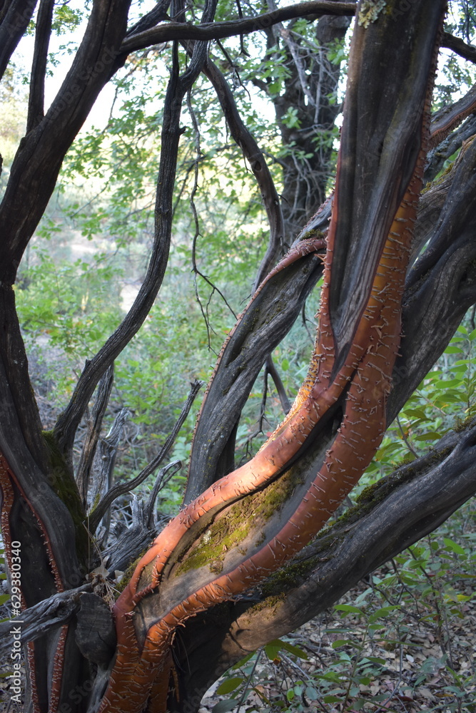 Split Manzanita Tree Branch, Red Bark Near Redding, California 