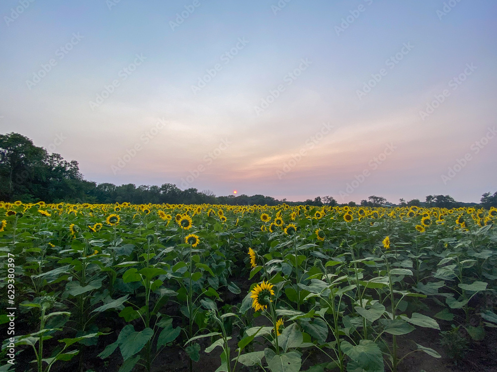 sunflowers in the field at sunset sunflowers in the field at sunset