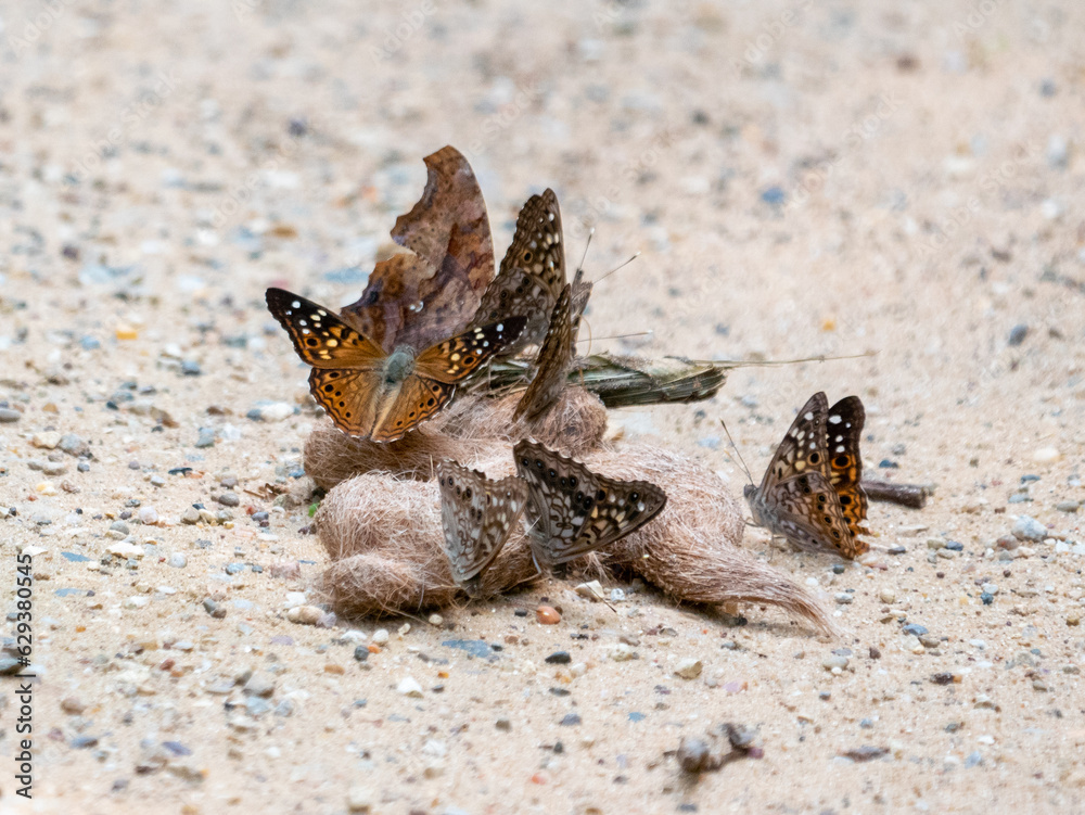 Obraz premium Butterflies on scat, question mark, hackberry emperor