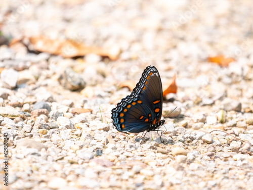 Limenitis arthemis, the red-spotted purple or white admiral, is a North American butterfly species in the cosmopolitan genus Limenitis photo