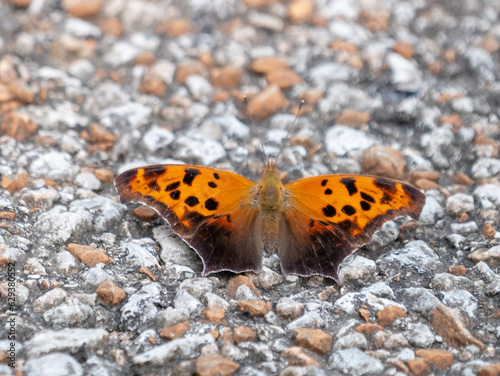 The question mark  Polygonia interrogationis  Fabricius   is a common  medium-sized butterfly 