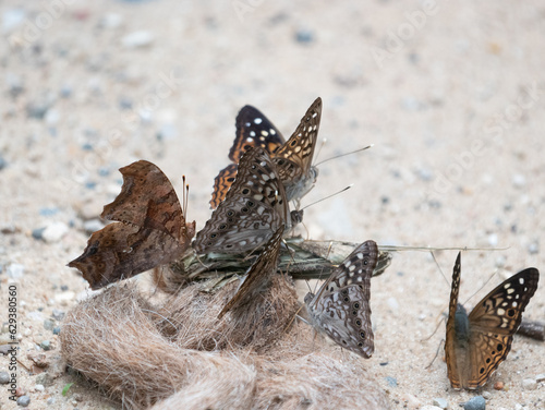 Butterflies on scat, question mark, hackberry emperor photo