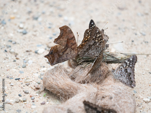 Butterflies puddling on scat, question mark, hackberry emperor photo