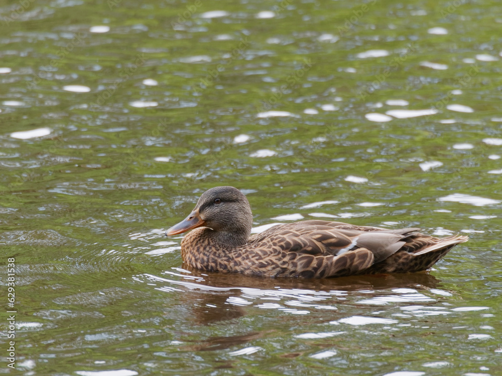 Mallard duck