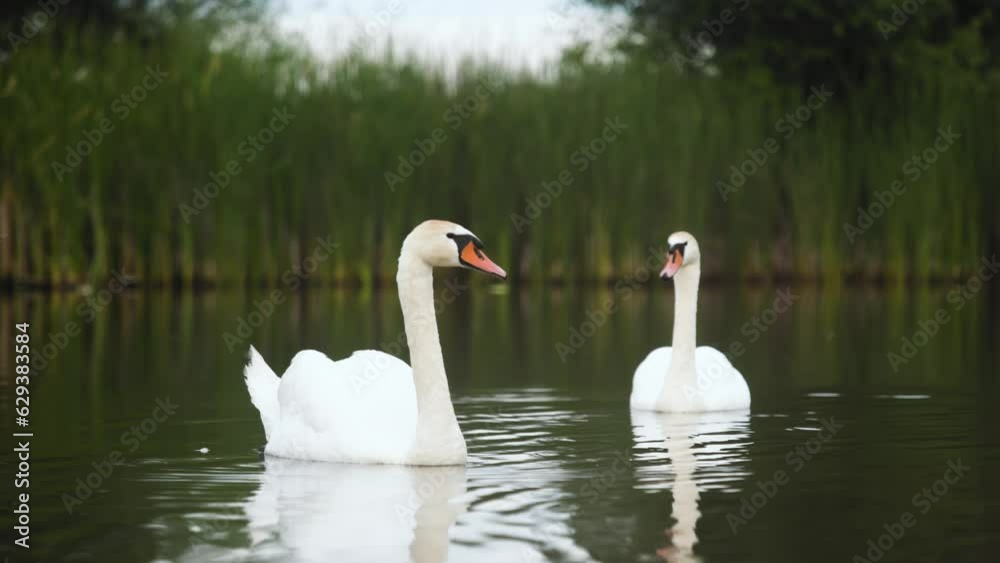 Couple of two white eurasian swan float on placid lake in green environment Couple of two white eurasian swan float on placid lake in green environment