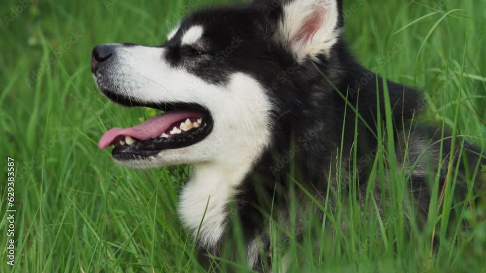 Alaskan Malamute In Nature - close up Alaskan Malamute In Nature - close up