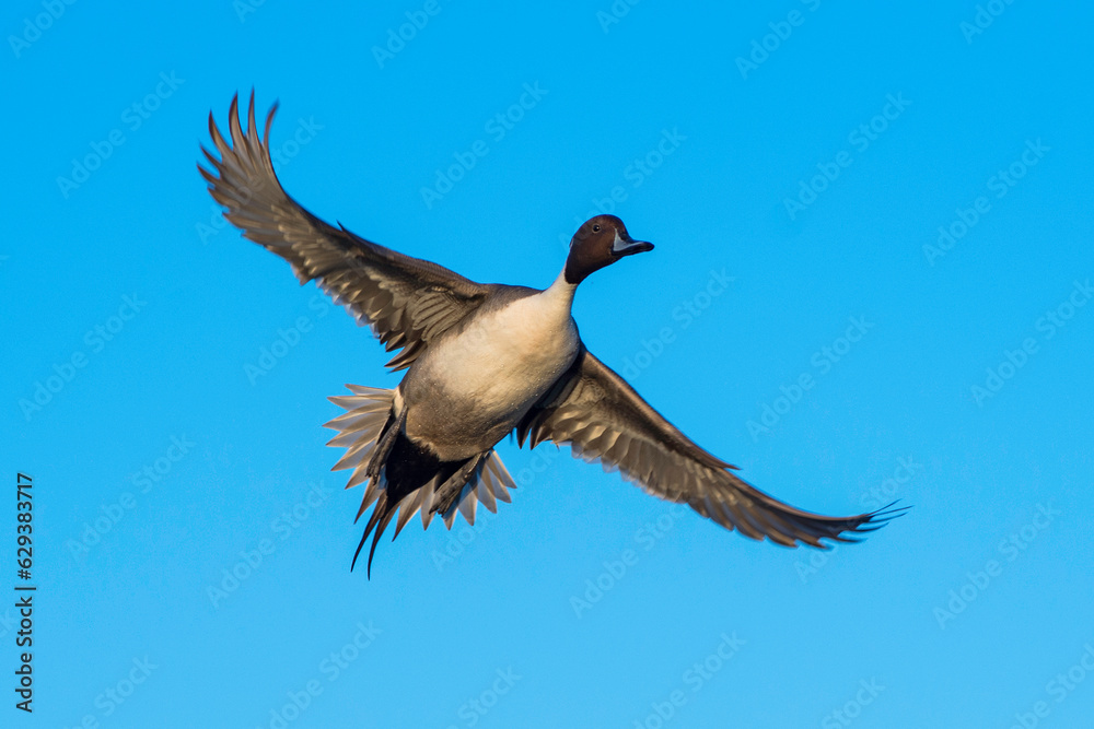 Obraz premium Dock Pond