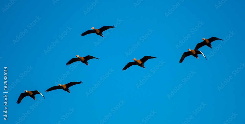 Fototapeta premium Duck Pond