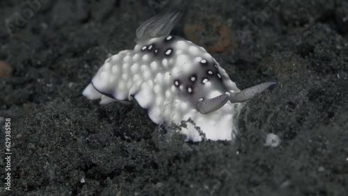 A nudibranch sits on the black bottom of a tropical sea. The sea current stirs its gills and rinophores.
Lumpy Nudibranch (Goniobranchus hintuanensis) 16 mm. photo