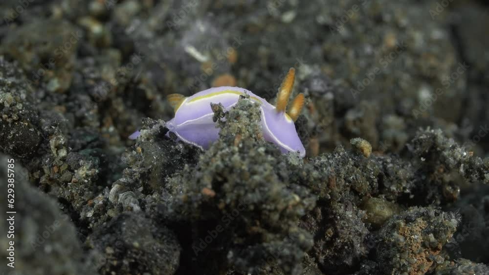 A blue nudibranch sits on the dark bottom of a tropical sea. The ...