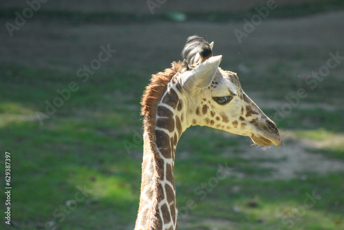 Photography portrait of a giraffe