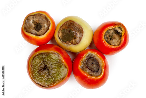 Vertex rot of tomatoes. Tomato disease. Infected tomatoes on a white background. photo