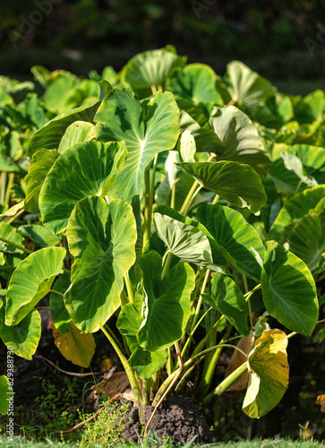 Fresh Hawaiian Taro Growing in Water on Oahu, Hawaii.