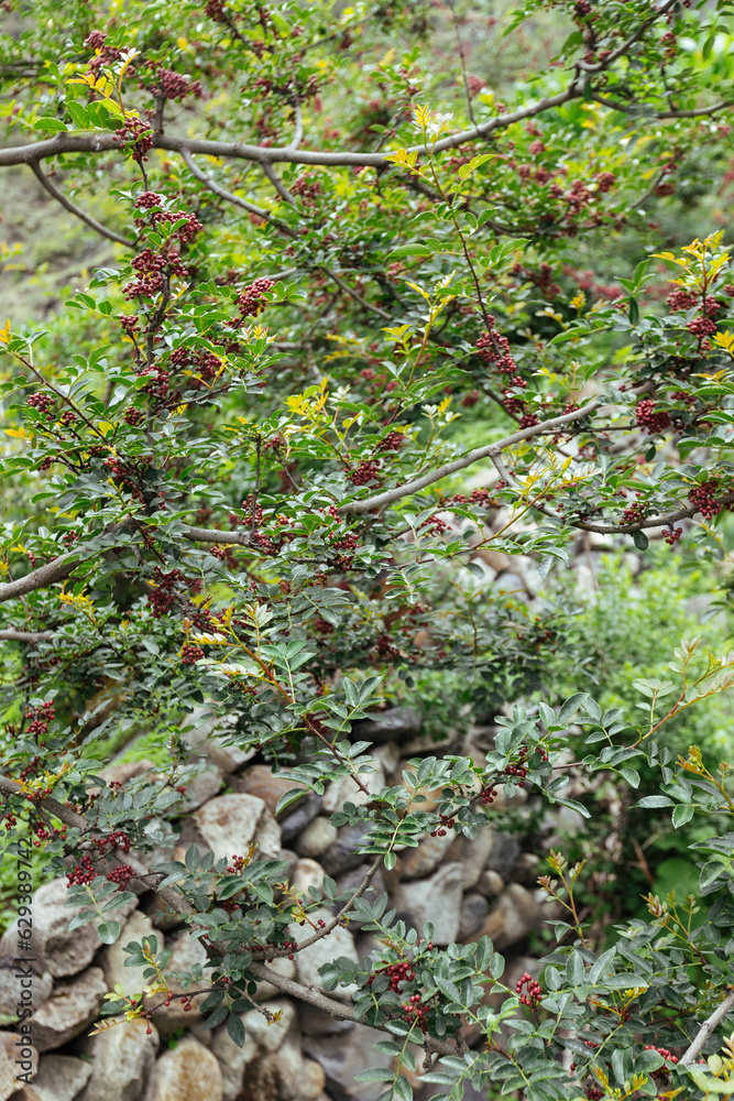 Sichuan Peppercorn grow on tree Sichuan Peppercorn grow on tree