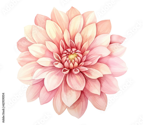 Watercolor illustration of dahlia flower isolated on transparent background