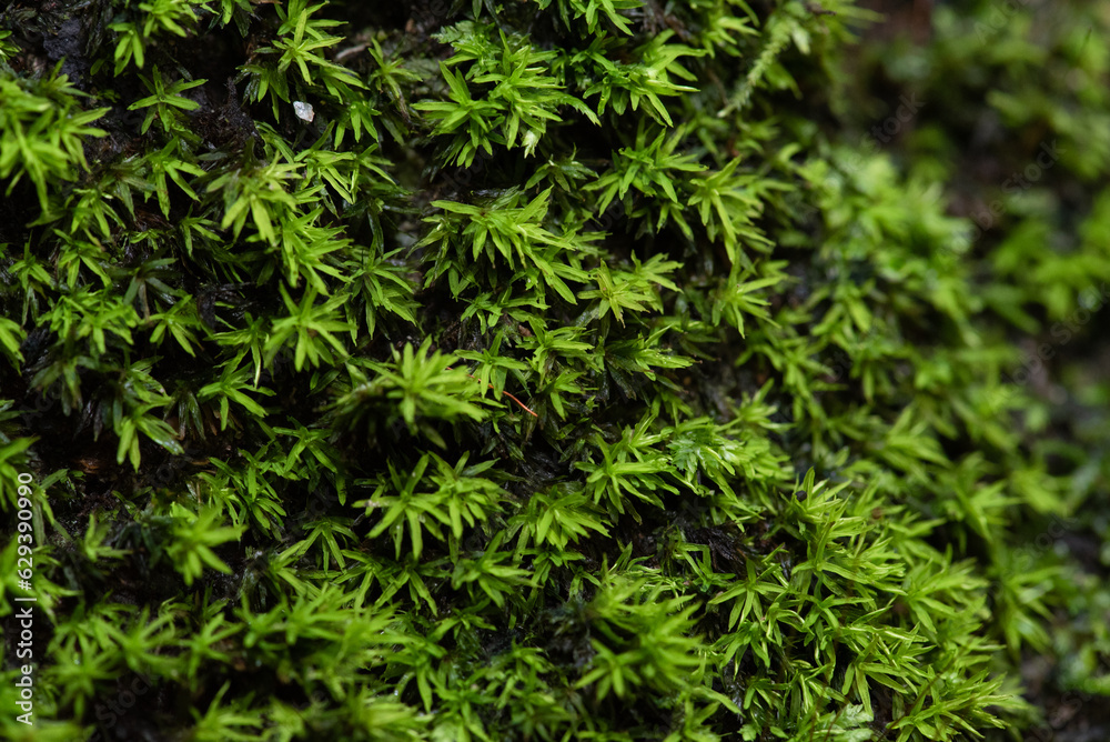 close up of green moss in nature background.
Green moss background. Close up of green moss texture. Green moss background. close up of green moss in nature background.
Green moss background. Close up of green moss texture. Green moss background.