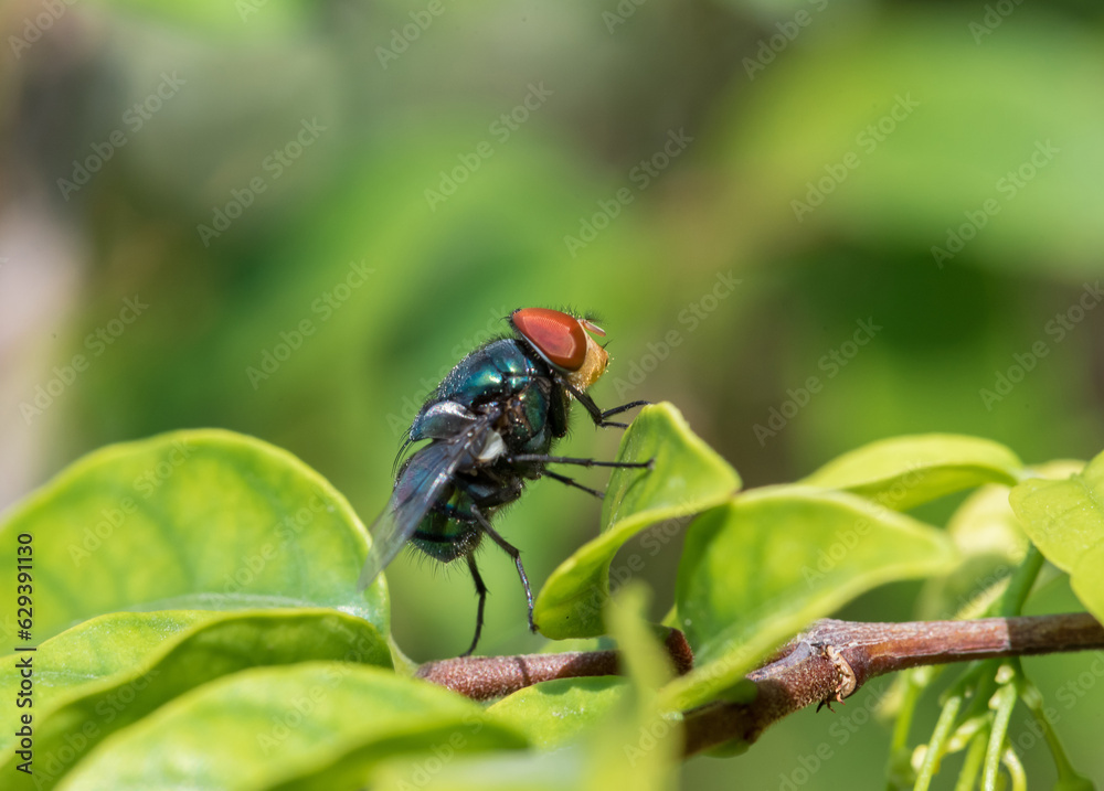 Close up of Housefly on a leaf Close up of Housefly on a leaf
