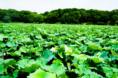 蓮の葉