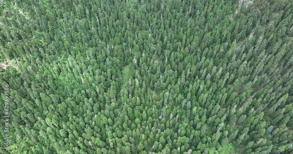 Beautiful forest landscape in Sichuan, China Beautiful forest landscape in Sichuan, China