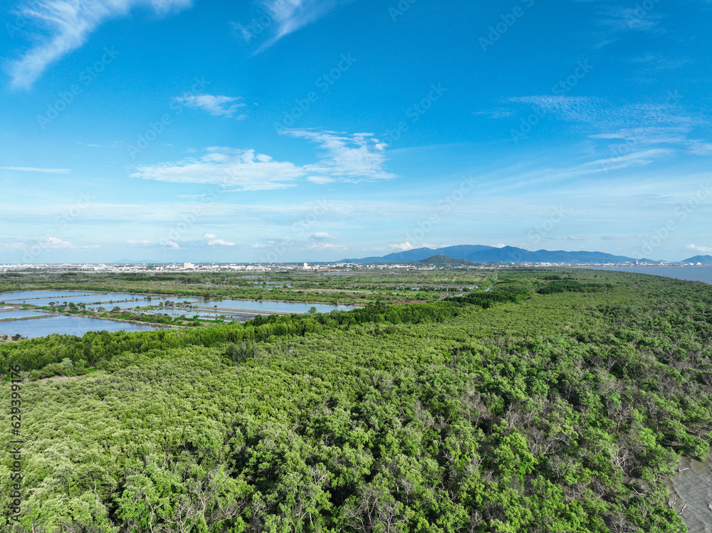 Green mangrove forest capture carbon dioxide. Net zero emissions